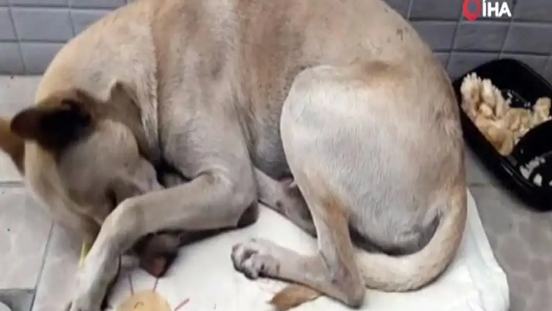 Terk edilen köpek ayladır sahibini bekliyor