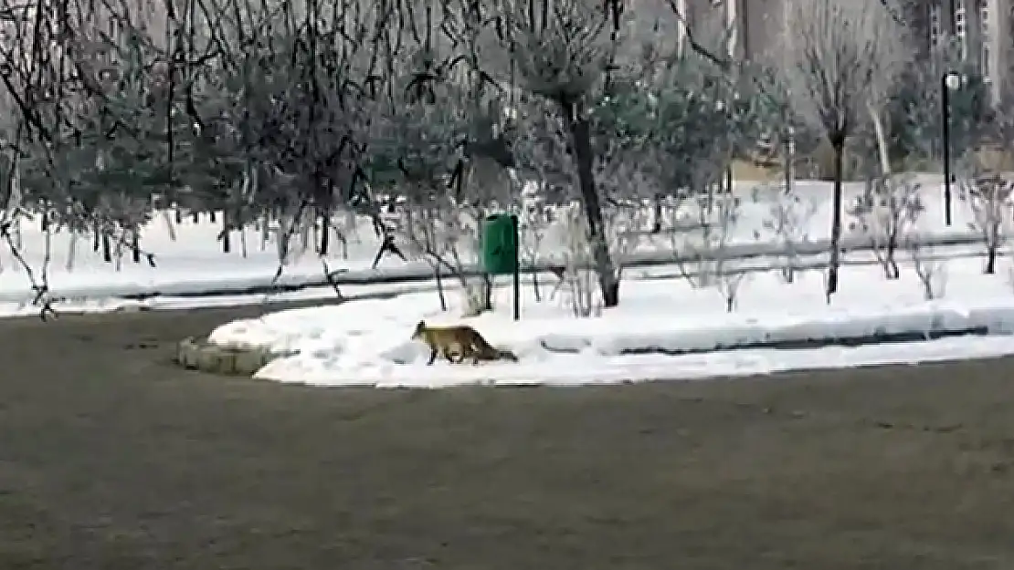 Tilki yerleşim yerine indi