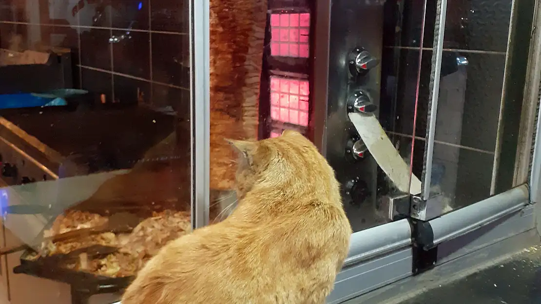 Ağrı'da tavuk dönere bakan aç kedi yürekleri sızlattı