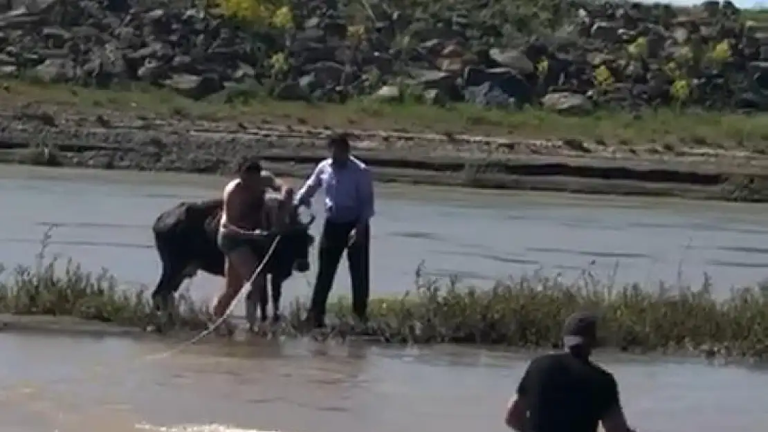 Murat Nehri'ne düşen inek itfaiye ekipleri tarafından kurtarıldı