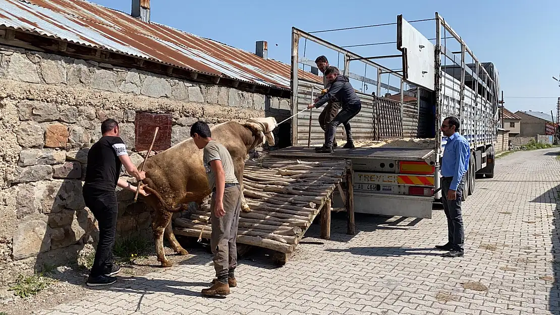 Kurbanlıklar korona gölgesinde yola çıkmaya başladı