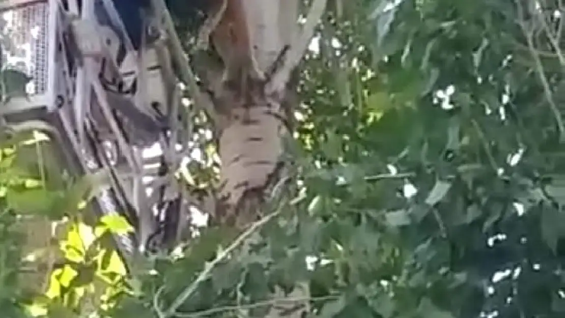 Ağaçta mahsur kalan kediyi, itfaiye ekibi kurtardı