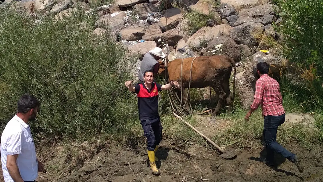 Bataklığa saplanan ineği itfaiye ekipleri kurtardı