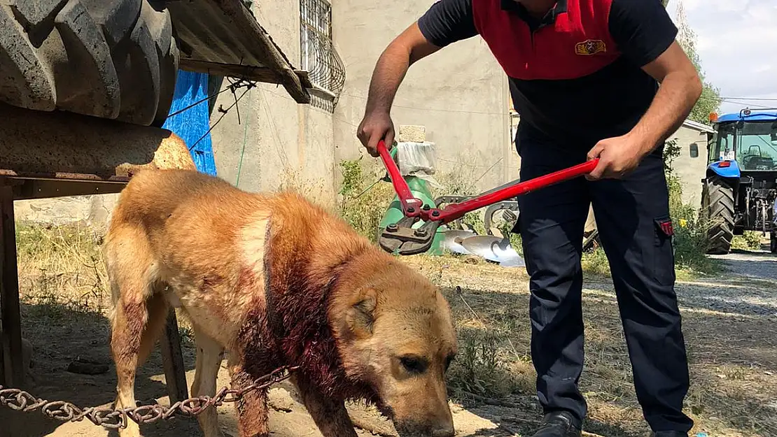 Boynu zincire sıkışan köpek itfaiye ekipleri tarafından kurtarıldı
