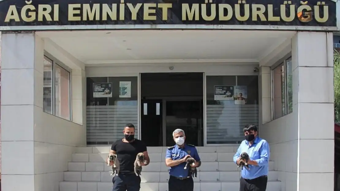 PÖH'ün yanında görev alacak 10 kangaldan 4'ü Ağrı'ya getirildi