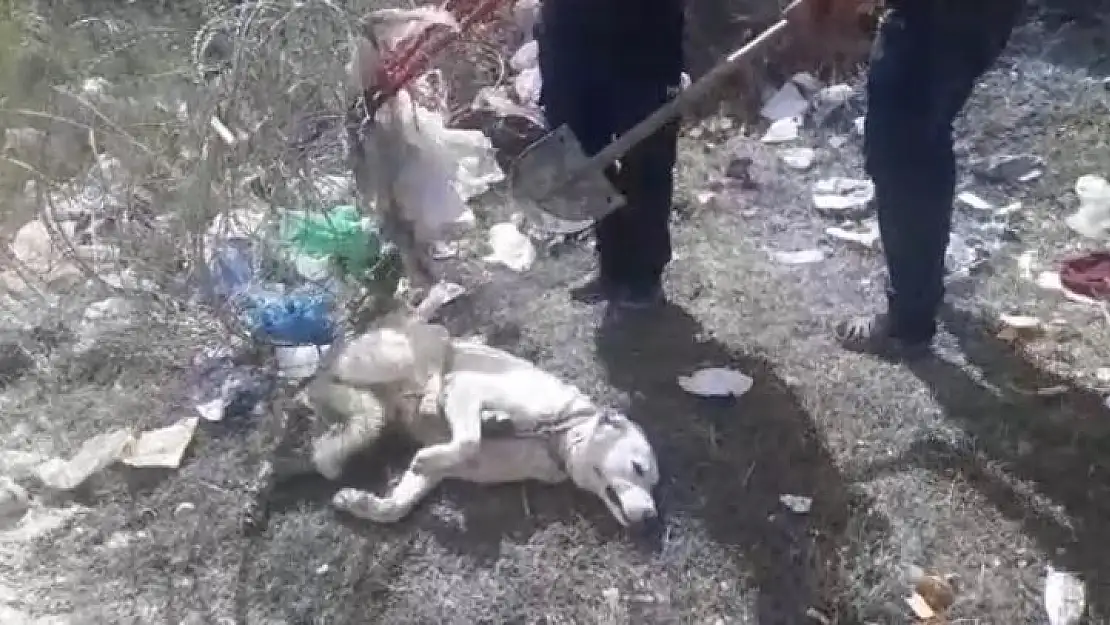 Ayağı Tellere Sıkışan köpek İtfaiye Ekiplerince Kurtarıldı