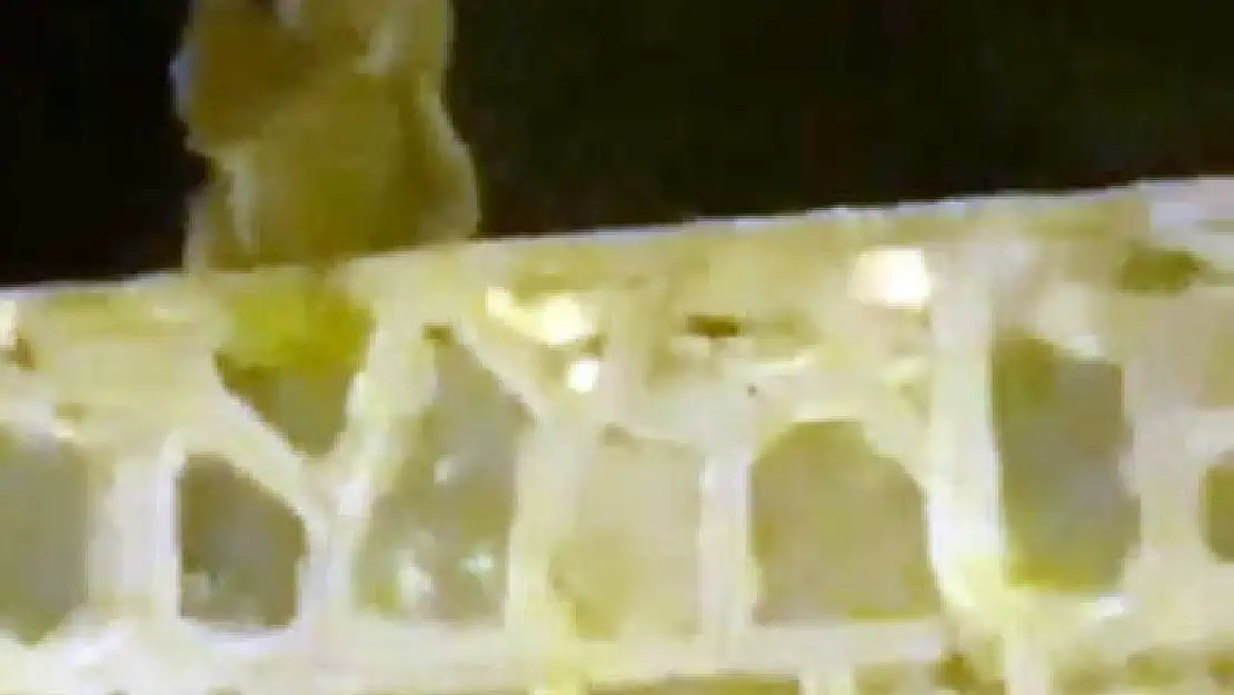 Ayılar vatandaşlara el salladı