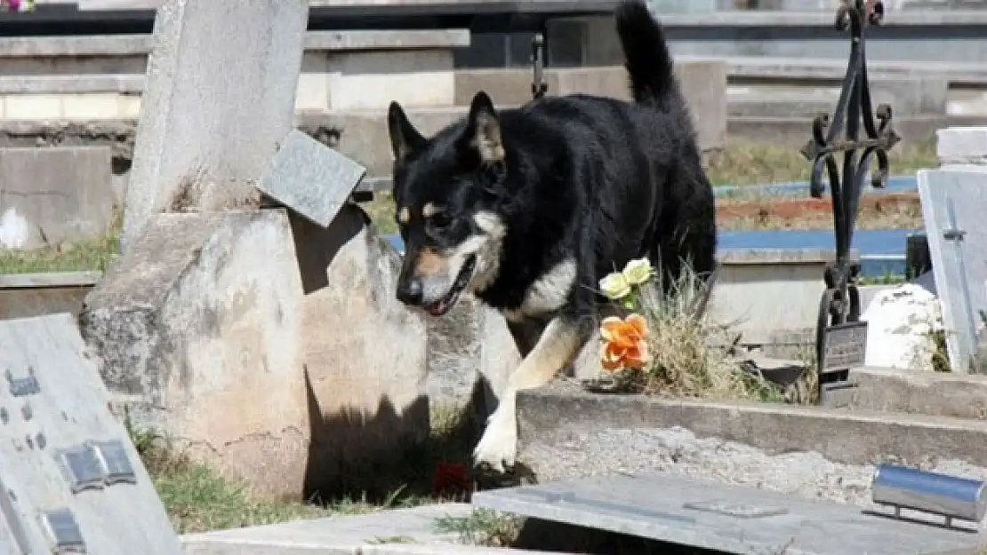 Arjantin'in vefalı köpeği