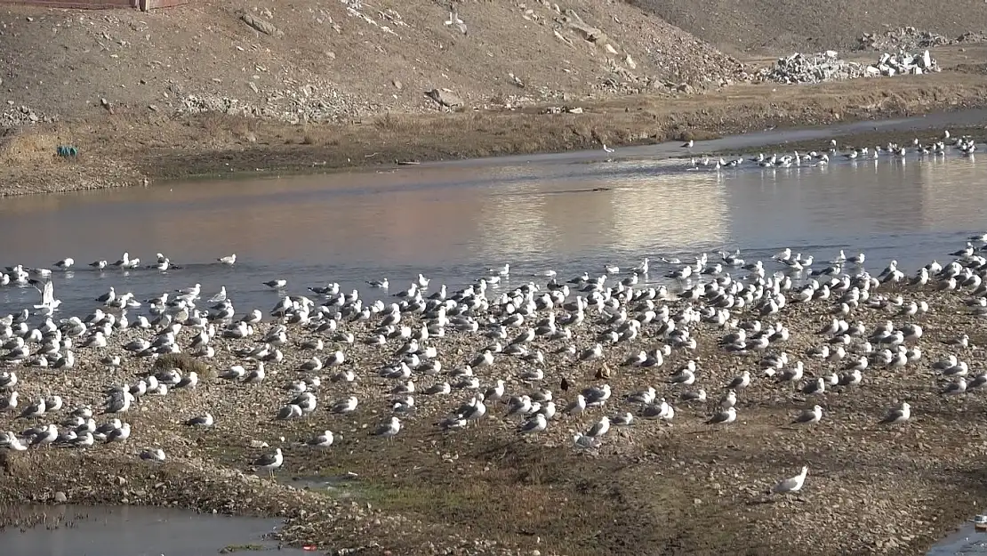 Murat Nehri'nde Martı Şöleni