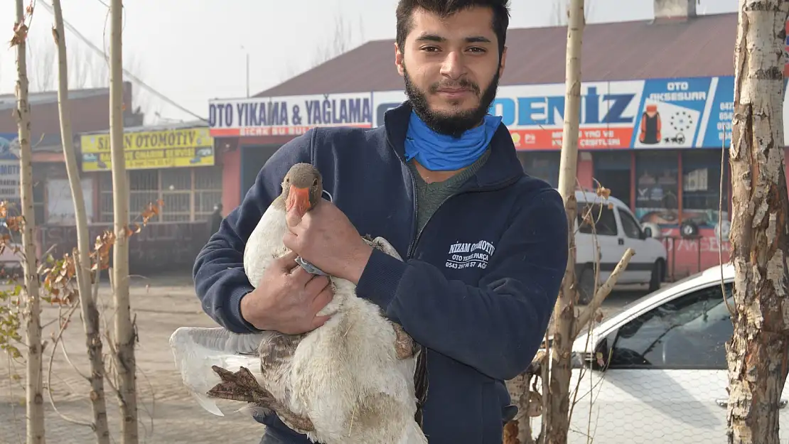 Pandemi Döneminde Sanayi Sitesine Kaz Çiftliği Kurdu