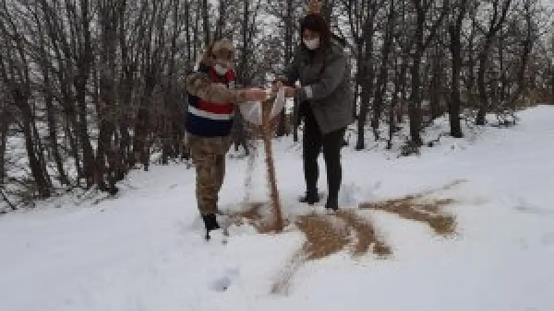 Tunceli'de doğaya keklik ve yem bırakıldı
