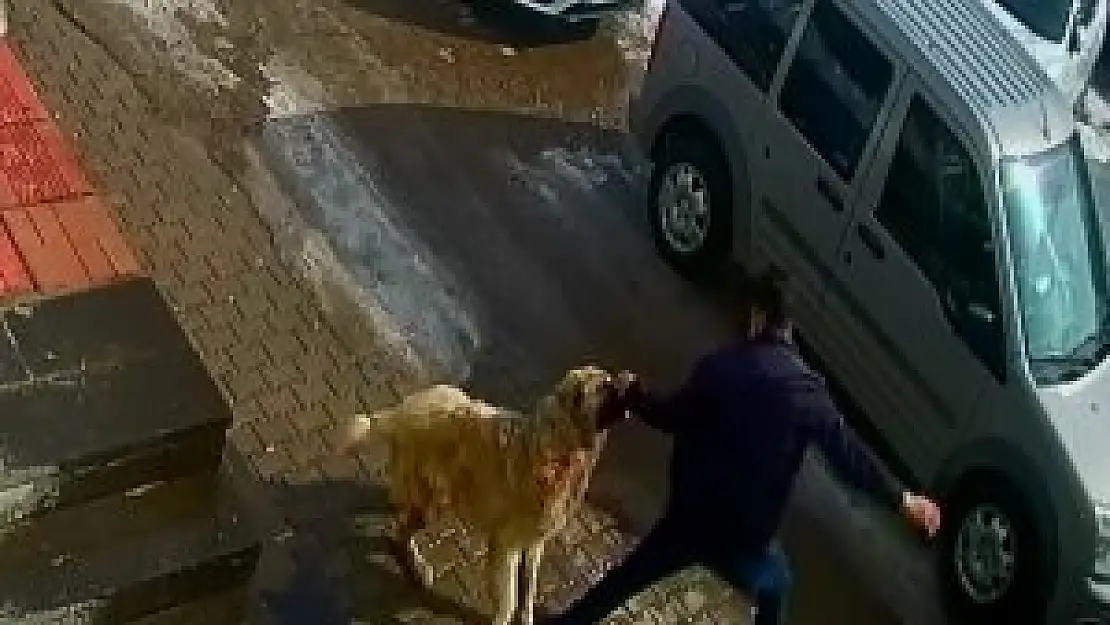Kendisine saldıran köpeği yumruklayarak kurtuldu