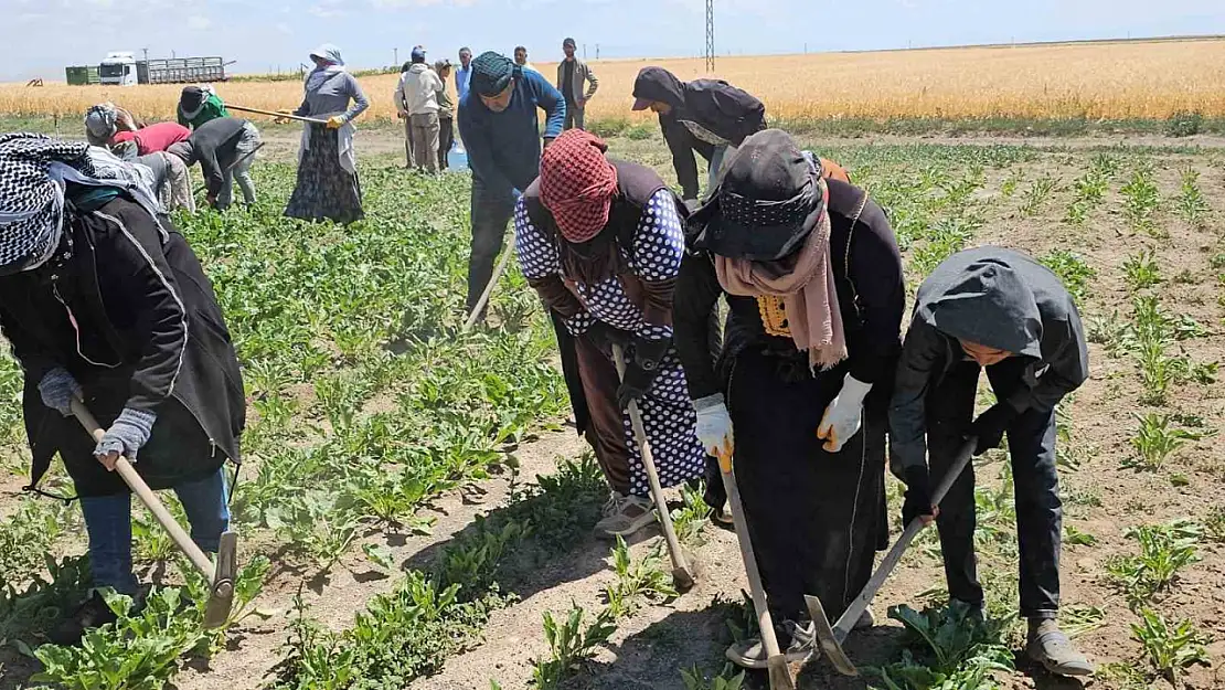 Adilcevaz'da Sıcak Havalarda Ekmek İçin Verilen Zorlu Mücadele