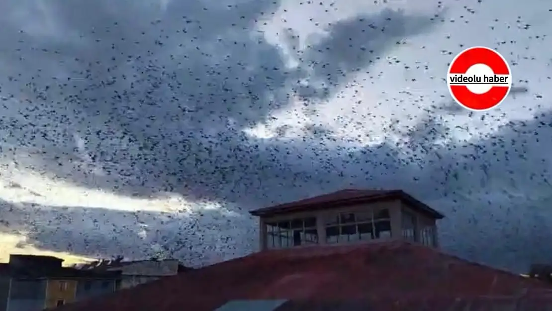 Ağrı'da akşam saatlerinde kuşların toplu hareketi dikkat çekti