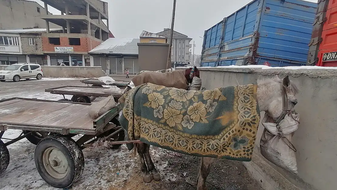 Ağrı'da atlar, soğuktan battaniyelerle korunuyor