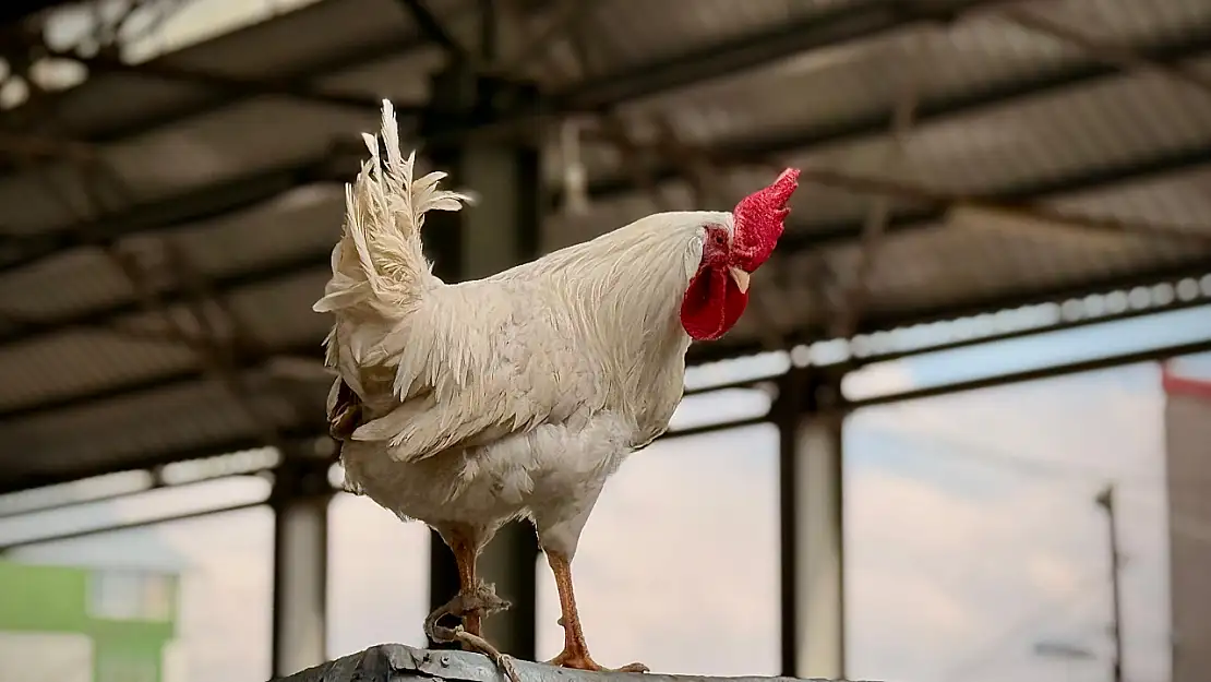 Ağrı'da canlı tavuk ve hindi satışlarında bahar hareketliliği