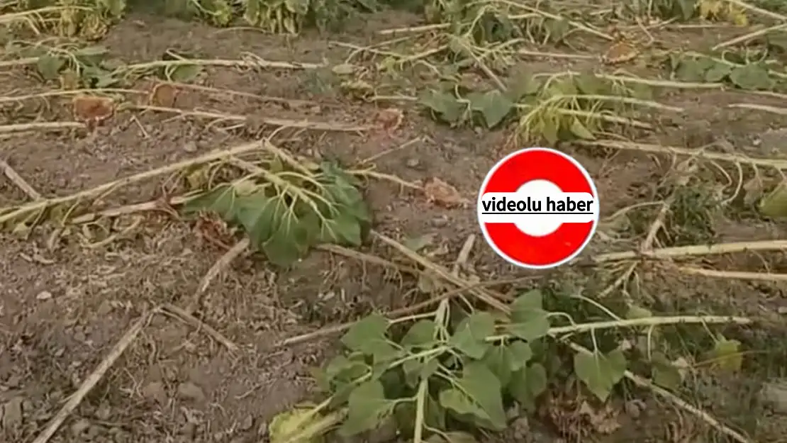 Ağrı'da domuz sürüsü 30 dönümlük tarlayı talan etti