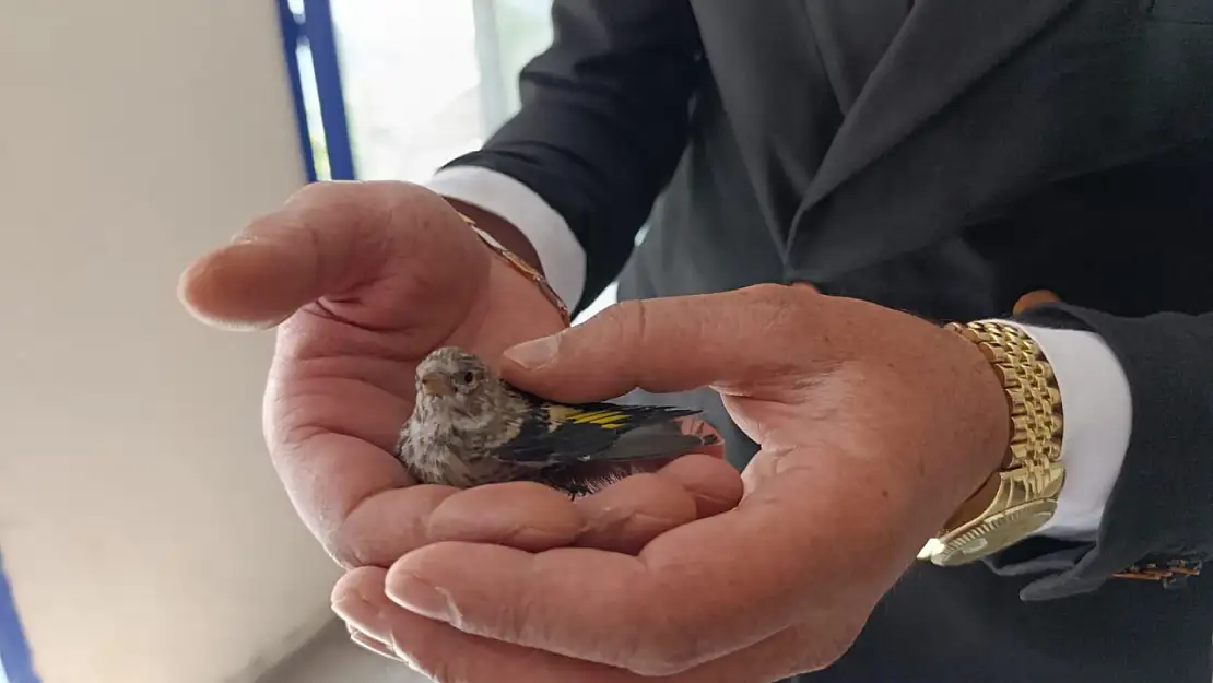 Ağrılı esnafa minik serçeden sabah sürprizi