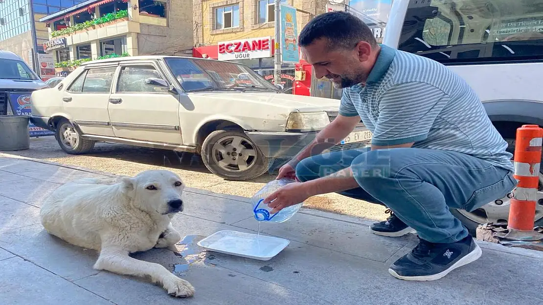 Ağrılı esnaftan sokak hayvanlarına serinleten yardım