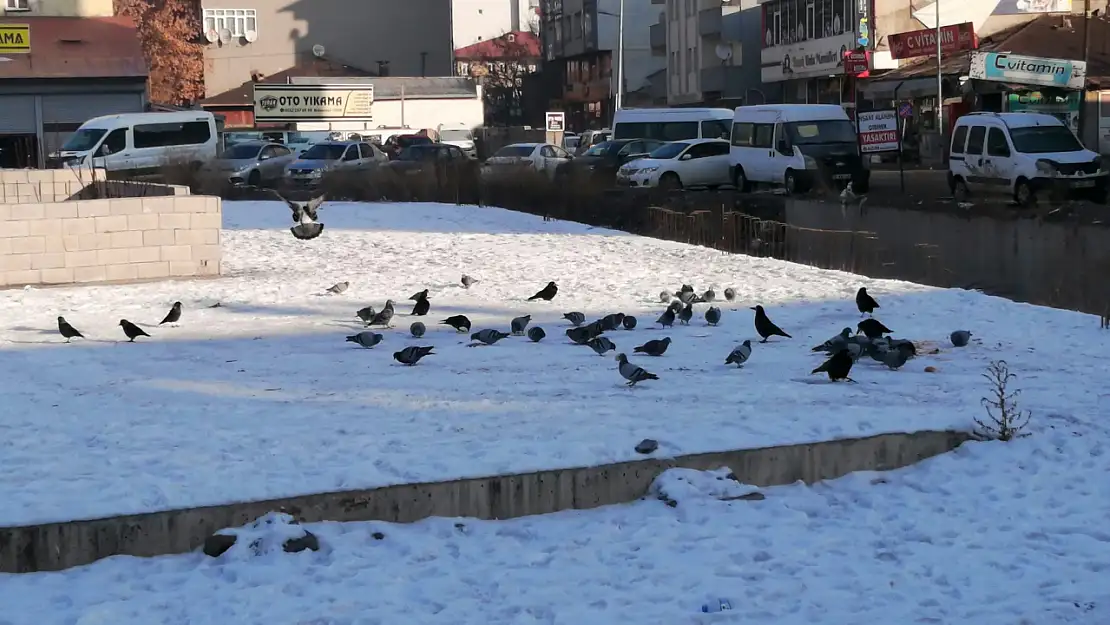 Ağrı'da kar altında güvercinlerin yaşam mücadelesi