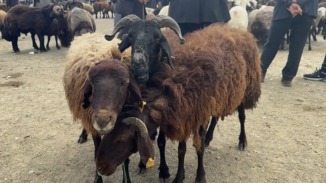 Ağrı'da şap alarmı: Hayvan borsasına geçici ara verildi