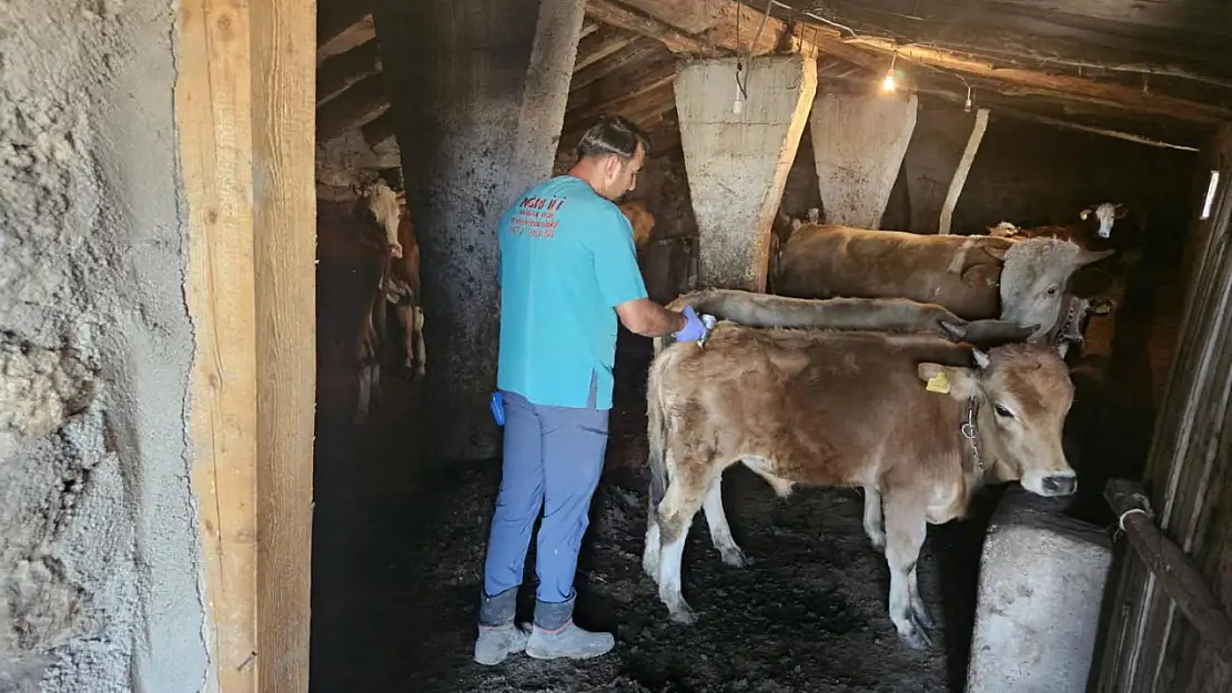 Ağrı'da şap hastalığına karşı yoğun aşılama çalışması