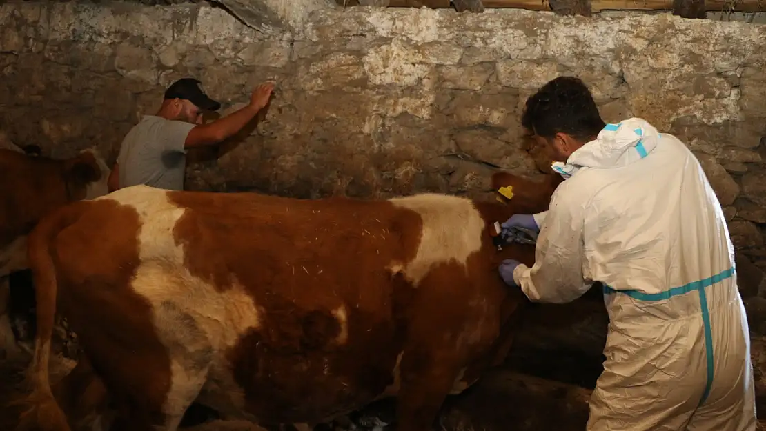 Ağrı'da şap hastalığına karşı aşılama çalışmaları sürüyor