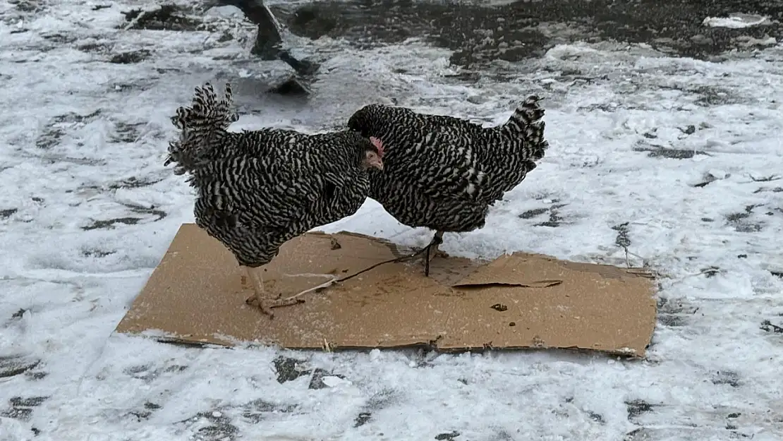 Ağrı'da siyah beyaz tavuklar halkın ilgisini çekti