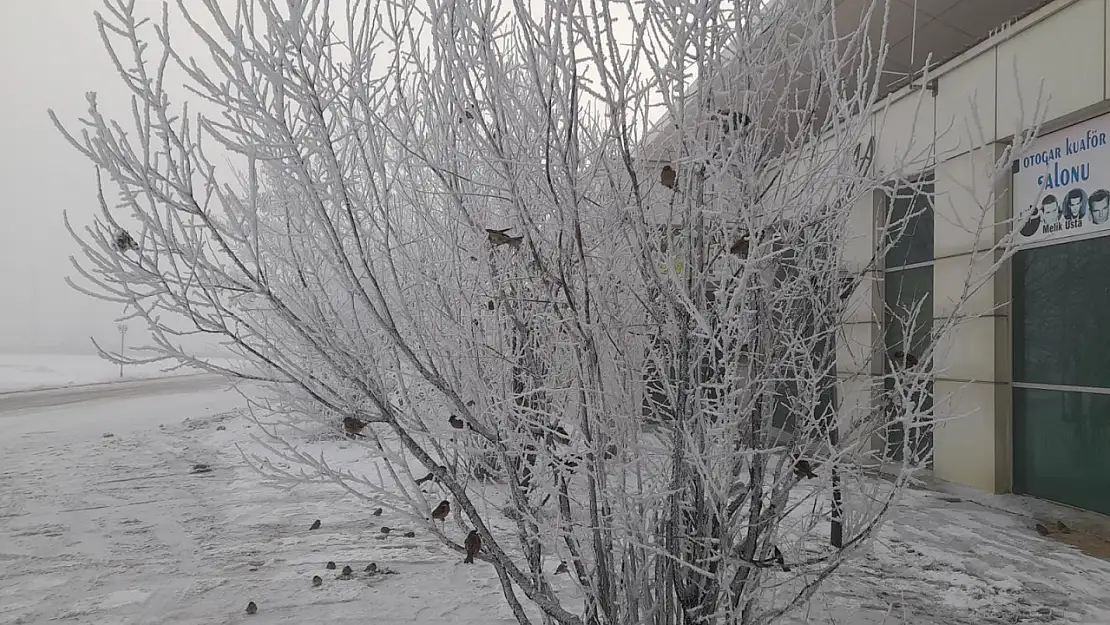 Ağrı'da soğuk havalar serçeleri zorluyor