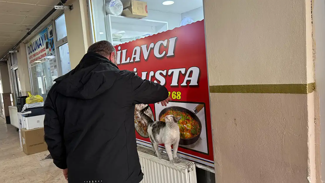 Ağrı'da sokak kedisi iş merkezine sığındı