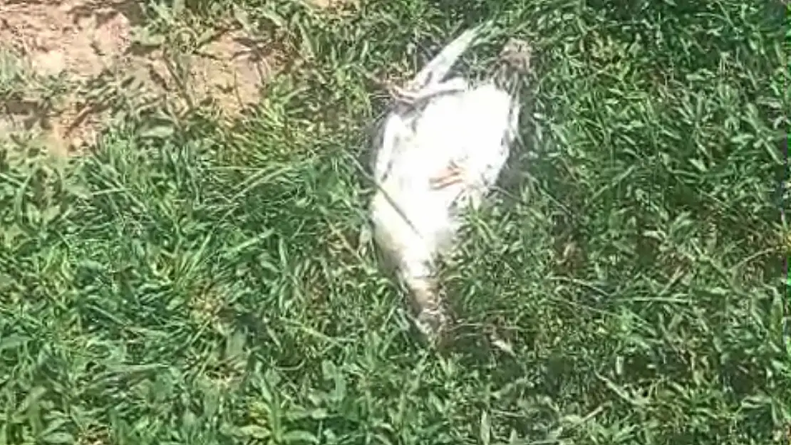 Ağrı'da sokak köpekleri dehşet saçtı