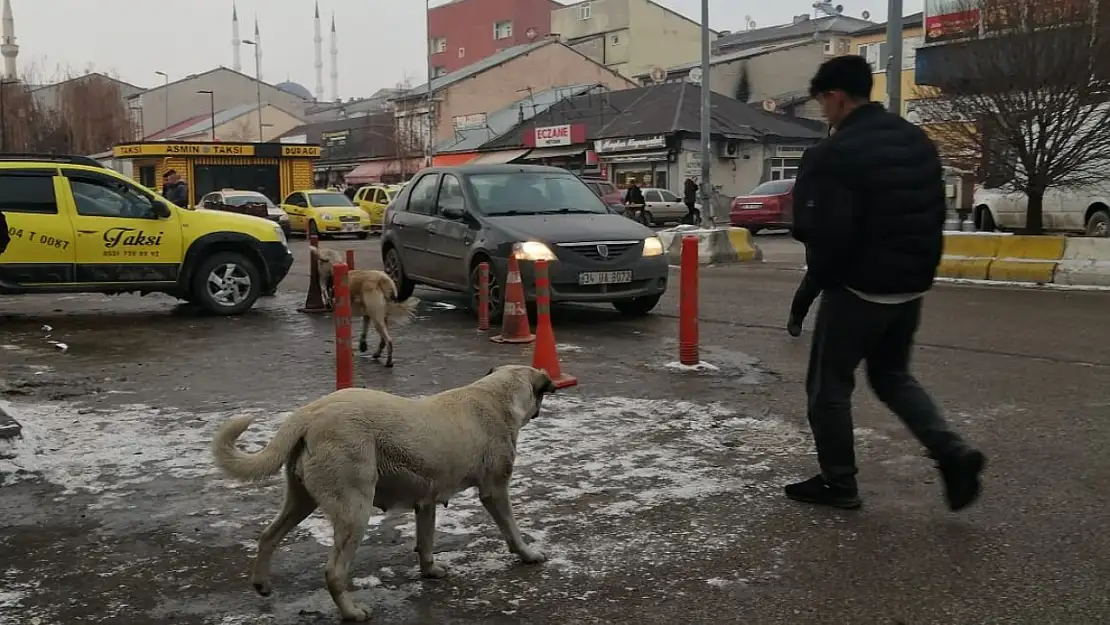 Ağrı'da sokak köpekleri tehlike saçıyor