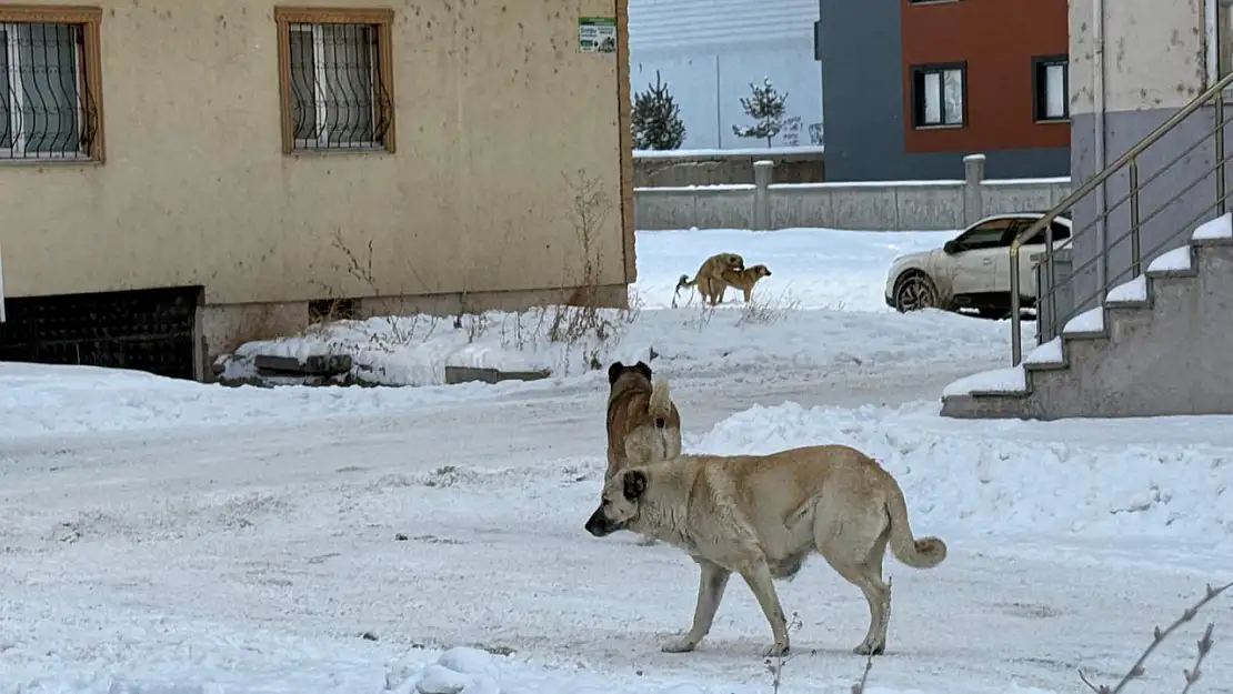 Ağrı'da sokak köpekleri vatandaşı tedirgin etti