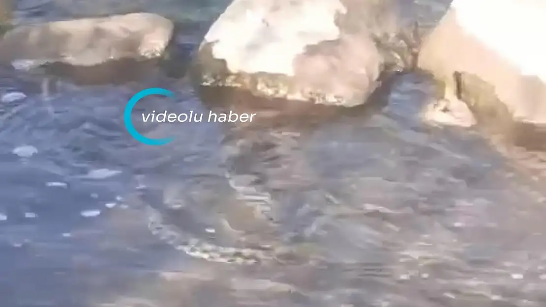 Ağrı'da suda yüzen boynuzlu yılan görüntülendi