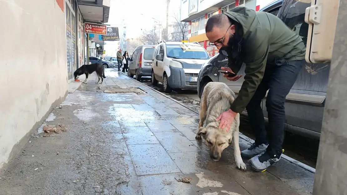 Ağrı'da vatandaşlar sokak hayvanlarını unutmuyor