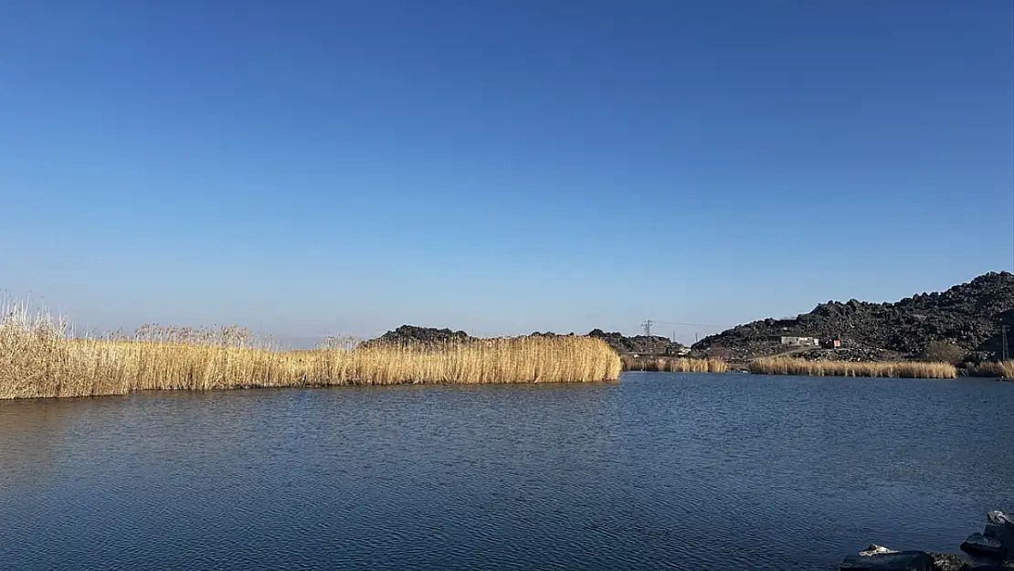 Ağrı Dağı eteğindeki Karasu Sulak Alanı kuşların sığınağı oluyor