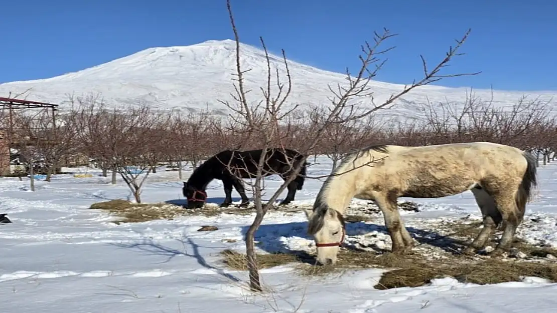 Ağrı Dağı'nda kış güzelliği hayran bıraktı