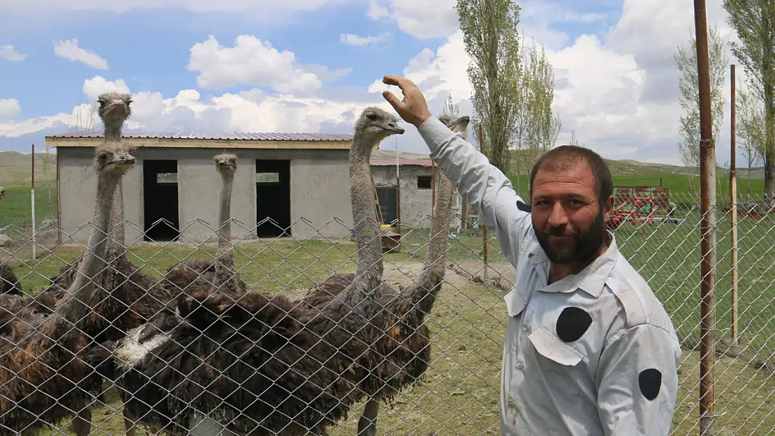 Ağrı'dan getirdi, Sivas'ta ilk oldu: Deve kuşlarıyla üretime hazırlanıyor