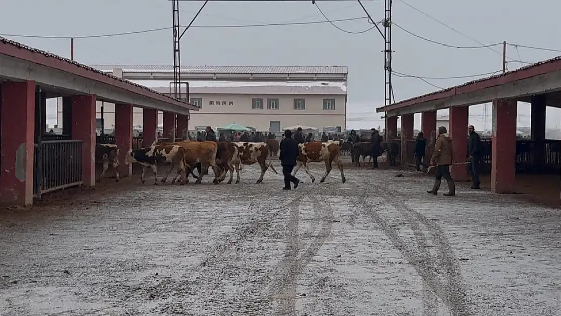 Ağrı hayvan pazarında kontrollü kesim yapılıyor