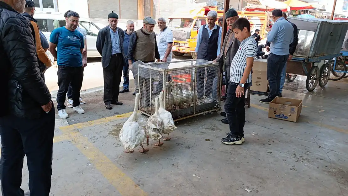 Ağrı meydan pazarında kaz satışları hareketlendi