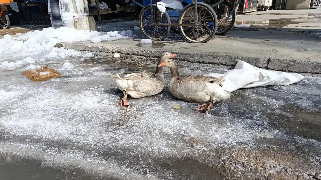 Ağrı Meydanı'nda kaz ve ördek satışı pazarı hareketlendirdi