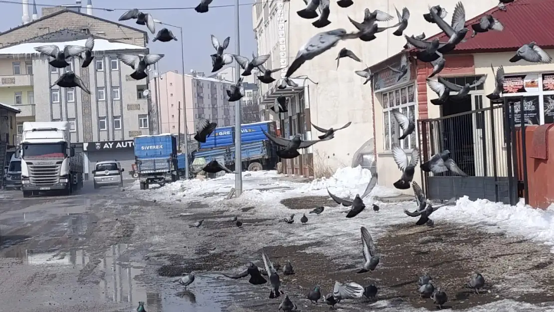 Ağrı'nın kış şartlarına direnen güvercinler görüntülendi