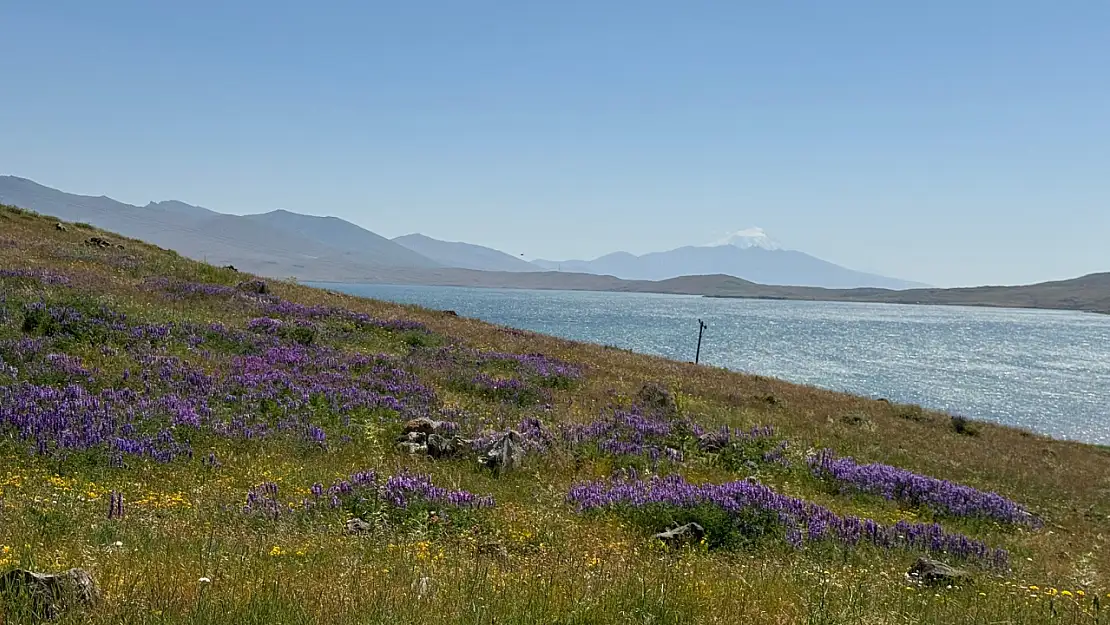 Ağrı'nın saklı güzelliği Balık Gölü, çiçeklerle yeniden doğuyor