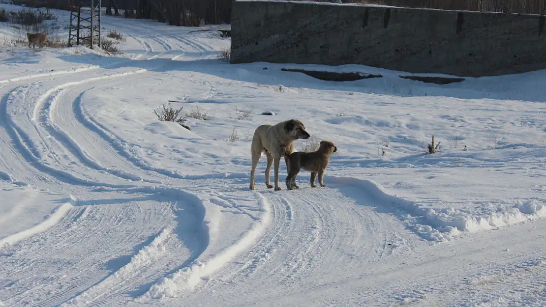 Ağrı'nın soğuğunda yavru köpeğin şefkat oyunu