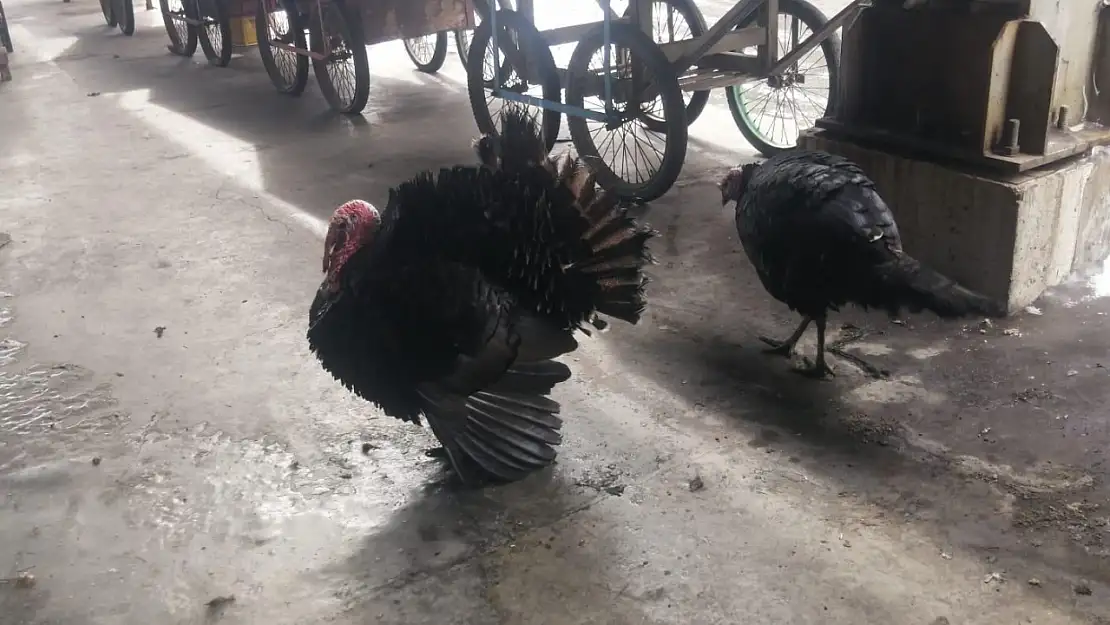 Ağrı'da canlı hindiler kafeslerinden çıkıp gezindi