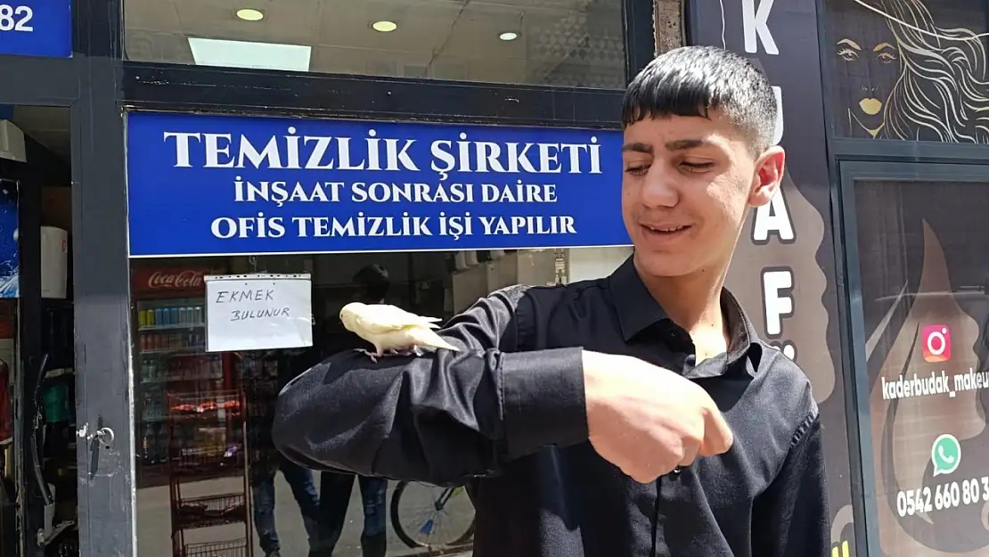 Ağrılı gencin beslediği muhabbet kuşu iş yerine renk kattı