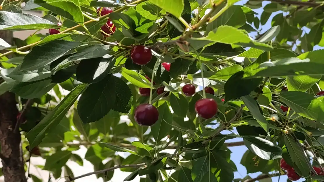 Ağrılı iş insanı şehrin ortasında doğayı yaşatıyor