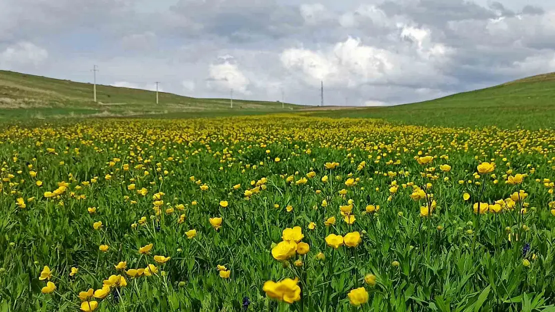 Ahlat Ovaları Baharın Renkleriyle Canlandı