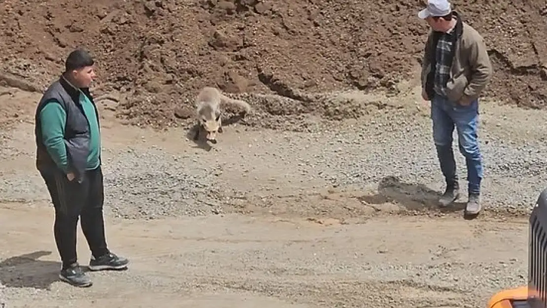 Ahlat'taki Pomza Ocağı'nın Yeni Misafiri: Tilki Her Gün İşçilerin Yanında!