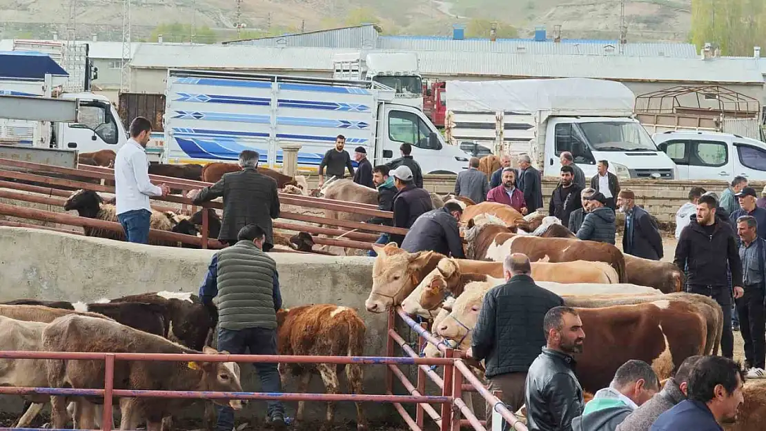 Aşkale'de Kurban Bayramı öncesinde canlı hayvan pazarında satışlar başladı, fiyatlar yüksek seyrediyor.